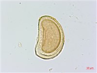 蓬萊蹄蓋蕨藏品圖，第2張