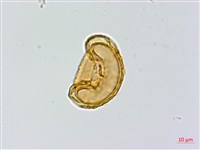 蓬萊蹄蓋蕨藏品圖，第4張