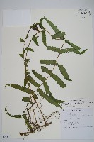 梳毛蕨藏品圖，第1張