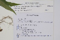 梳毛蕨藏品圖，第2張