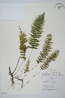 單邊鐵角蕨藏品圖，第1張