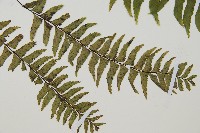 單邊鐵角蕨藏品圖，第3張