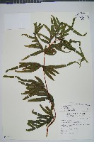 疏羽半邊旗藏品圖，第1張