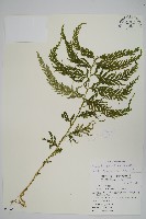 全緣卷柏藏品圖，第1張