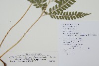 斜方複葉耳蕨藏品圖，第2張