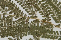 斜方複葉耳蕨藏品圖，第3張