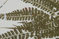 斜方複葉耳蕨藏品圖，第4張