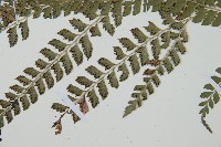 斜方複葉耳蕨藏品圖，第5張