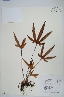 槭葉石葦藏品圖，第1張