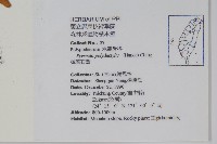 槭葉石葦藏品圖，第2張