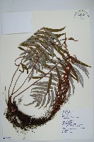 台灣瘤足蕨藏品圖，第1張