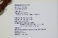 台灣瘤足蕨藏品圖，第2張