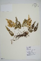 細葉蕗蕨藏品圖，第1張