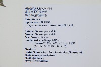 韓氏耳蕨藏品圖，第2張