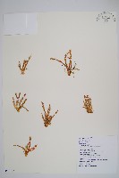 相馬氏石松藏品圖，第1張