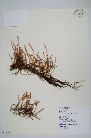 絨毛石葦藏品圖，第1張