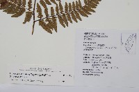 落鱗鱗毛蕨藏品圖，第2張