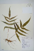 肢節蕨藏品圖，第1張