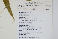 肢節蕨藏品圖，第2張