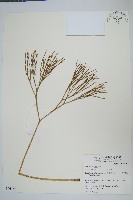 松葉蕨藏品圖，第1張