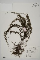 鞭葉鐵線蕨藏品圖，第1張