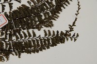 鞭葉鐵線蕨藏品圖，第3張