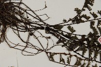 鞭葉鐵線蕨藏品圖，第4張