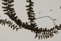 鞭葉鐵線蕨藏品圖，第5張