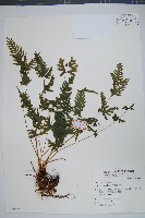 天草鳳尾蕨藏品圖，第1張