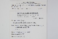 高雄卷柏藏品圖，第2張