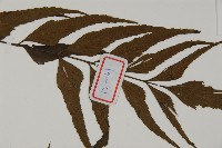 革葉鐵角蕨藏品圖，第4張