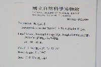 黑心蕨藏品圖，第2張