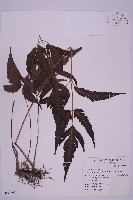 三叉蕨藏品圖，第1張