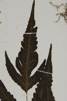 三叉蕨藏品圖，第4張