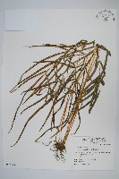 箭葉鳳尾蕨藏品圖，第1張