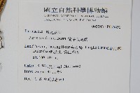 箭葉鳳尾蕨藏品圖，第2張