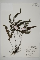 毛葉鐵線蕨藏品圖，第1張