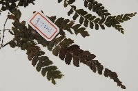 毛葉鐵線蕨藏品圖，第3張