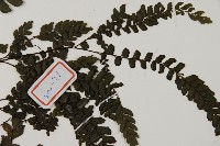 毛葉鐵線蕨藏品圖，第4張