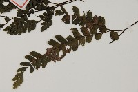 毛葉鐵線蕨藏品圖，第5張