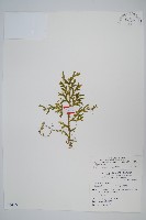 高雄卷柏藏品圖，第1張