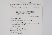 高雄卷柏藏品圖，第2張