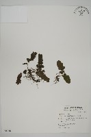 地耳蕨藏品圖，第1張
