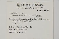 地耳蕨藏品圖，第2張