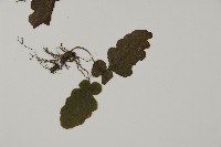 地耳蕨藏品圖，第3張