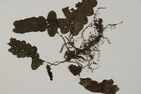 地耳蕨藏品圖，第4張