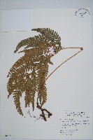 細葉複葉耳蕨藏品圖，第1張