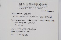 細葉複葉耳蕨藏品圖，第2張