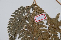 細葉複葉耳蕨藏品圖，第5張
