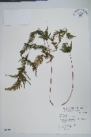 天草鳳尾蕨藏品圖，第1張